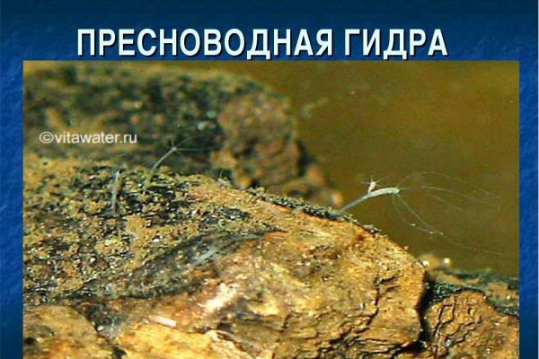 Что можно купить в кракене